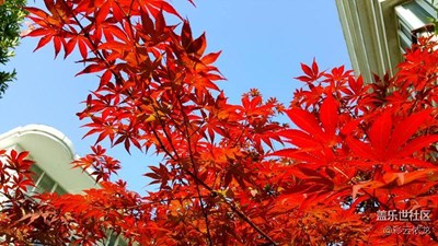 楓