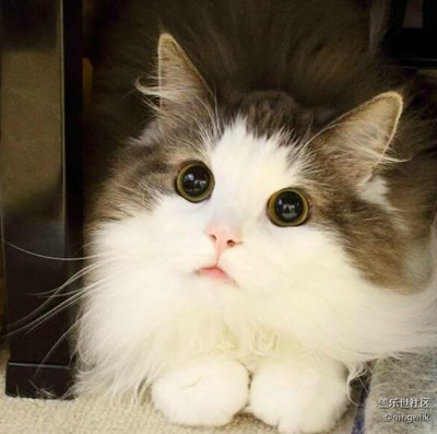 S6 eage+拍攝的萌噠貓咪