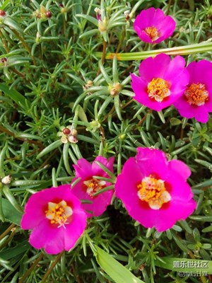 這種小花是什么