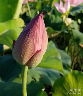 你若盛開(kāi)，蜜蜂自來(lái)