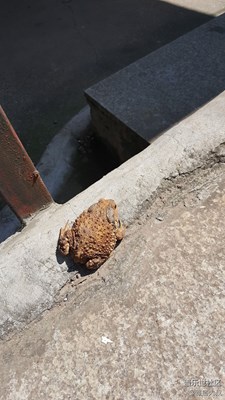 傳說(shuō)中的三足金蟾