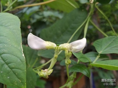 籬笆和蝴蝶結(jié)樣的花