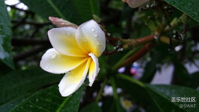 雞蛋花