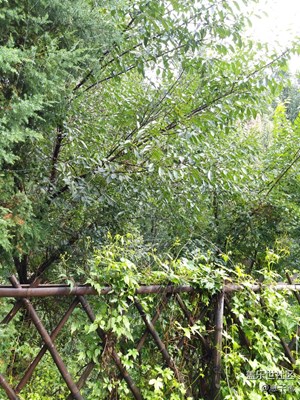 還是山里涼快