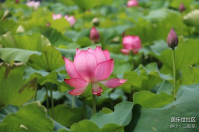 盛夏光年，映日荷花別樣紅