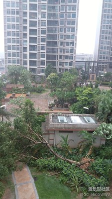 昨晚的臺風把樓下的大樹都吹翻了。