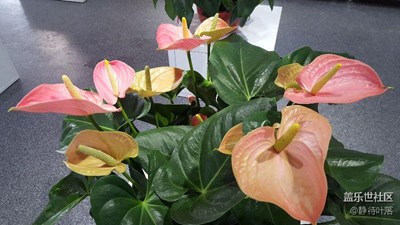 紅掌