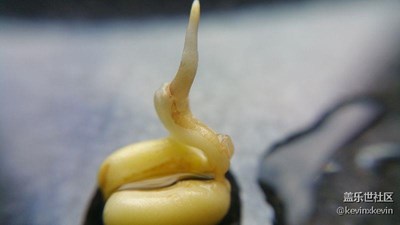 薏米仁發(fā)芽