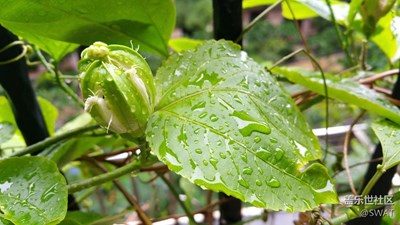 下雨天的花