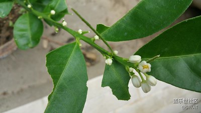 要開(kāi)花了