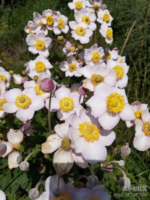 花