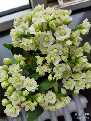 神馬花？