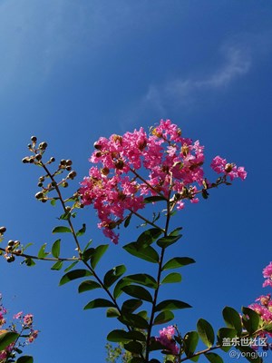 隨拍