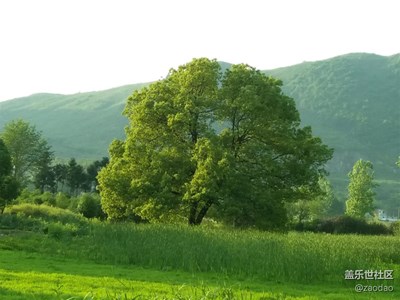 三星A8 拍湖北農(nóng)村 美麗田園綠色