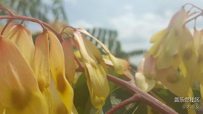 烈日下的椿樹