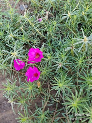 嗡……沒有雙休日……