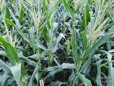 教你認識農(nóng)作物