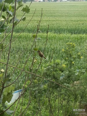 隨拍之愛自拍的小麻雀