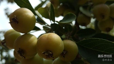 隨拍果實(shí)