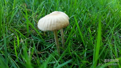 人間最毒是溫柔，美麗蘑菇至死命