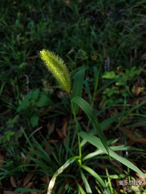 狗尾巴草
