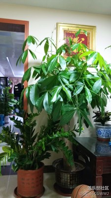 用不同的模式拍攝『發(fā)財樹』