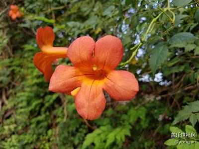 凌霄花