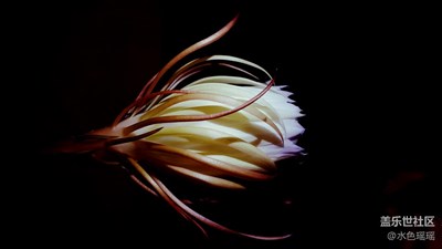 曇花一現(xiàn)為韋陀