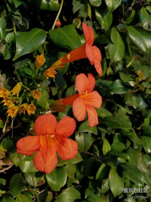 再拍凌霄花