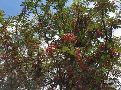 大家猜是什么樹？