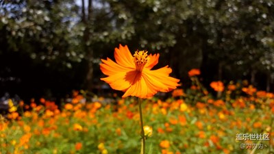朝陽公園