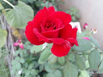 花兒為什么這樣紅？