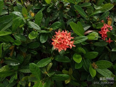 s7出品，技術(shù)一般