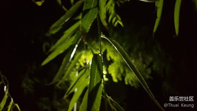 月上柳梢頭