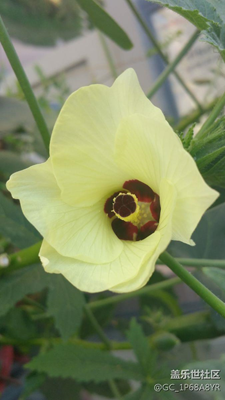 一朵秋葵花的不同角度