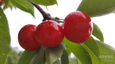 櫻桃