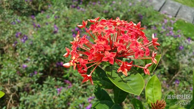 這是什么花？