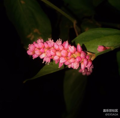 隨拍之Samsung Galaxy A9 Pro夜拍能力不錯