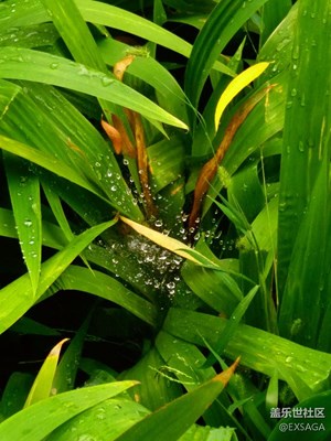 秋色正濃+北京+秋之雨露