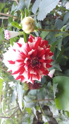 花各妖，百姿艷
