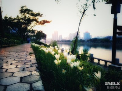 潔白清雅，純潔之愛--蔥蘭