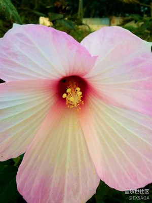 別再吐槽Samsung的相機(jī)了