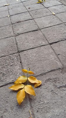 薄霧清晨，落葉知秋