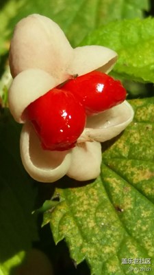 秋實_猜拍攝方法。