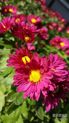 這又是什么花？