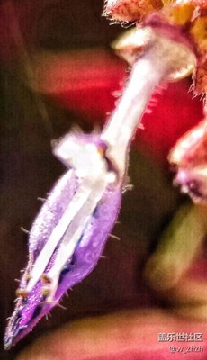 野花的世界一樣精彩！