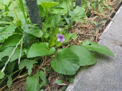 小花兒