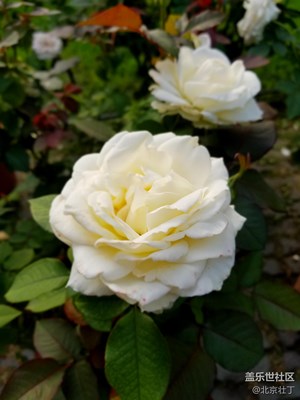 月季花~父愛