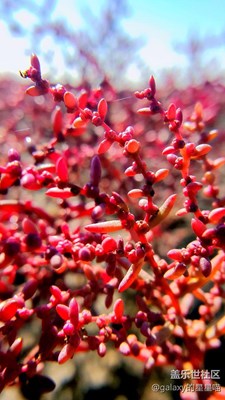 【帶著手機(jī)去撒歡兒】遼寧盤(pán)錦之旅