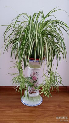看看花草